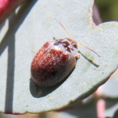 Paropsisterna m-fuscum (Eucalyptus Leaf Beetle) at Booth, ACT - 12 Nov 2022 by Christine