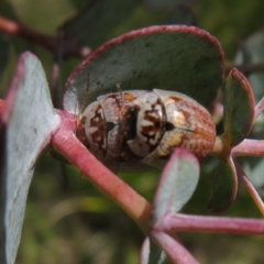 Paropsisterna m-fuscum at Booth, ACT - 12 Nov 2022 11:58 AM