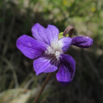 Viola betonicifolia (Mountain Violet) at Booth, ACT - 12 Nov 2022 by Christine