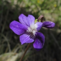 Viola betonicifolia (Mountain Violet) at Booth, ACT - 12 Nov 2022 by Christine