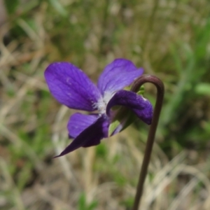 Viola betonicifolia at Booth, ACT - 12 Nov 2022