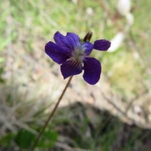 Viola betonicifolia at Booth, ACT - 12 Nov 2022 12:09 PM