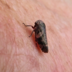 Eurymeloides adspersa (Gumtree hopper) at Rendezvous Creek, ACT - 12 Nov 2022 by Christine