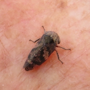 Eurymeloides adspersa at Rendezvous Creek, ACT - 12 Nov 2022