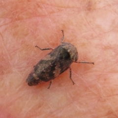 Eurymeloides adspersa at Rendezvous Creek, ACT - 12 Nov 2022 01:31 PM