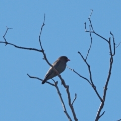 Eurystomus orientalis (Dollarbird) at Molonglo Valley, ACT - 16 Nov 2022 by wombey