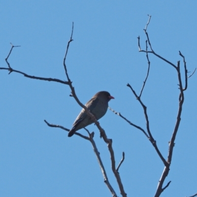 Eurystomus orientalis (Dollarbird) at Molonglo Valley, ACT - 17 Nov 2022 by wombey