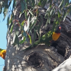 Trichoglossus moluccanus (Rainbow Lorikeet) at Molonglo River Reserve - 16 Nov 2022 by wombey