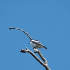 Lalage tricolor (White-winged Triller) at Molonglo Valley, ACT - 17 Nov 2022 by wombey