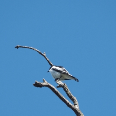 Lalage tricolor (White-winged Triller) at Molonglo Valley, ACT - 17 Nov 2022 by wombey