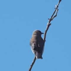 Artamus cyanopterus (Dusky Woodswallow) at Molonglo Valley, ACT - 16 Nov 2022 by wombey