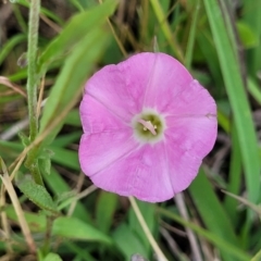 Convolvulus angustissimus subsp. angustissimus (Australian Bindweed) at Crace Grasslands - 17 Nov 2022 by trevorpreston