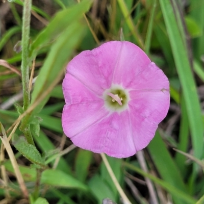 Convolvulus angustissimus subsp. angustissimus (Australian Bindweed) at Crace Grasslands - 17 Nov 2022 by trevorpreston