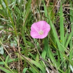 Convolvulus angustissimus subsp. angustissimus at Lyneham, ACT - 17 Nov 2022