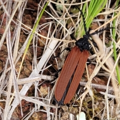 Porrostoma sp. (genus) (Lycid, Net-winged beetle) at Crace Grasslands - 17 Nov 2022 by trevorpreston