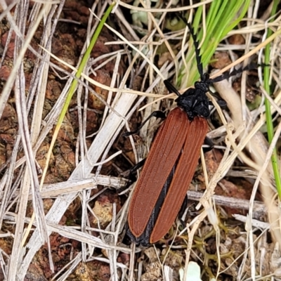 Porrostoma sp. (genus) (Lycid, Net-winged beetle) at Crace Grasslands - 17 Nov 2022 by trevorpreston