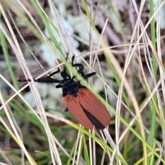 Porrostoma sp. (genus) at Lyneham, ACT - 17 Nov 2022