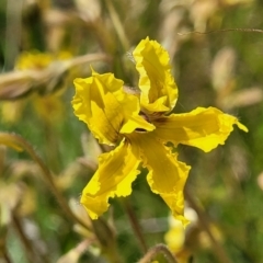 Velleia paradoxa (Spur Velleia) at Crace Grasslands - 17 Nov 2022 by trevorpreston