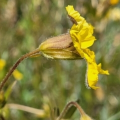 Goodenia paradoxa at Lyneham, ACT - 17 Nov 2022