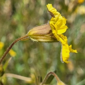 Goodenia paradoxa at Lyneham, ACT - 17 Nov 2022