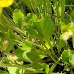 Goodenia paradoxa at Lyneham, ACT - 17 Nov 2022