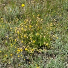 Goodenia paradoxa at Lyneham, ACT - 17 Nov 2022