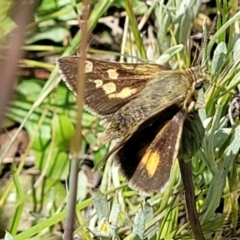 Trapezites luteus (Yellow Ochre, Rare White-spot Skipper) at Crace Grasslands - 17 Nov 2022 by trevorpreston