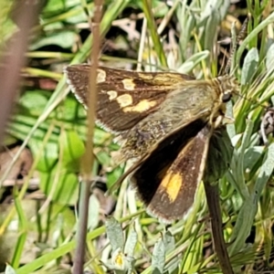 Trapezites luteus at Lyneham, ACT - 17 Nov 2022