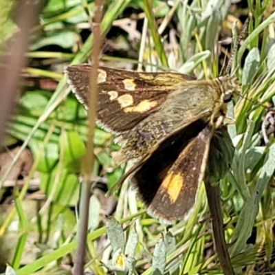 Trapezites luteus (Yellow Ochre, Rare White-spot Skipper) at Crace Grasslands - 17 Nov 2022 by trevorpreston