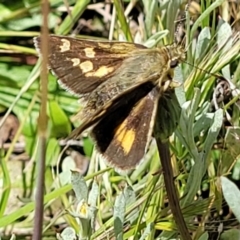 Trapezites luteus at Lyneham, ACT - 17 Nov 2022