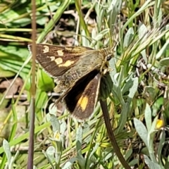 Trapezites luteus at Lyneham, ACT - 17 Nov 2022