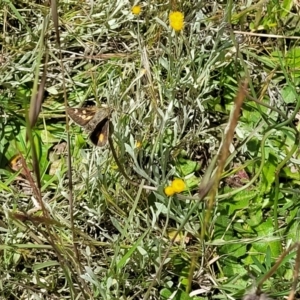 Trapezites luteus at Lyneham, ACT - 17 Nov 2022