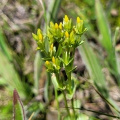 Sebaea ovata (Yellow Centaury) at Lyneham, ACT - 17 Nov 2022 by trevorpreston