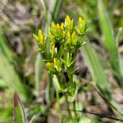 Sebaea ovata (Yellow Centaury) at Crace Grasslands - 17 Nov 2022 by trevorpreston