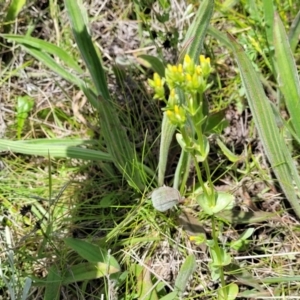 Sebaea ovata at Lyneham, ACT - 17 Nov 2022