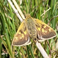 Trapezites luteus (Yellow Ochre, Rare White-spot Skipper) at Crace Grasslands - 17 Nov 2022 by trevorpreston