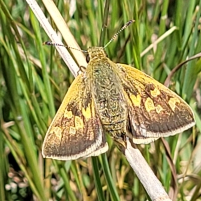 Trapezites luteus (Yellow Ochre, Rare White-spot Skipper) at Crace Grasslands - 17 Nov 2022 by trevorpreston