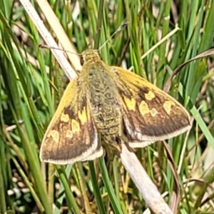 Trapezites luteus at Lyneham, ACT - 17 Nov 2022 11:51 AM