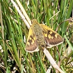 Trapezites luteus at Lyneham, ACT - 17 Nov 2022 11:51 AM