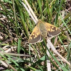 Trapezites luteus at Lyneham, ACT - 17 Nov 2022 11:51 AM