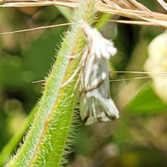 Heliocosma argyroleuca (A tortrix or leafroller moth) at Lyneham, ACT - 17 Nov 2022 by trevorpreston