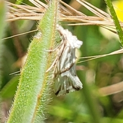 Heliocosma argyroleuca at Lyneham, ACT - 17 Nov 2022 11:49 AM