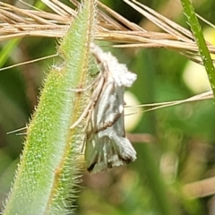 Heliocosma argyroleuca at Lyneham, ACT - 17 Nov 2022 11:49 AM