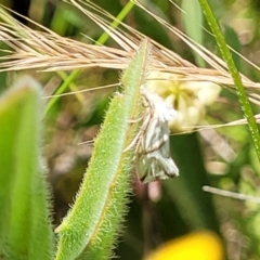 Heliocosma argyroleuca at Lyneham, ACT - 17 Nov 2022