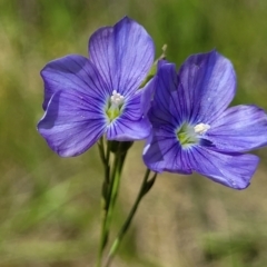 Linum marginale (Native Flax) at Crace Grasslands - 17 Nov 2022 by trevorpreston