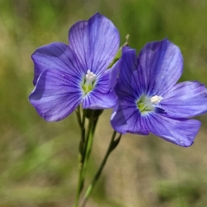 Linum marginale at Lyneham, ACT - 17 Nov 2022