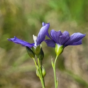 Linum marginale at Lyneham, ACT - 17 Nov 2022