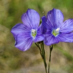 Linum marginale at Lyneham, ACT - 17 Nov 2022