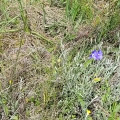 Linum marginale at Lyneham, ACT - 17 Nov 2022