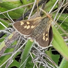 Trapezites luteus (Yellow Ochre, Rare White-spot Skipper) at Lyneham, ACT - 17 Nov 2022 by trevorpreston